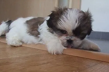 Shih tzu szczenięta