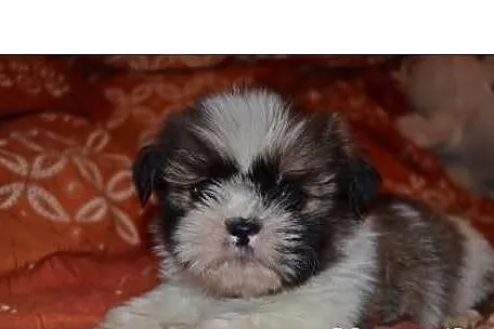 Shih tzu szczenięta