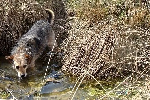 FLORCIA sunia idealna, spokojna, zrównoważona, zap
