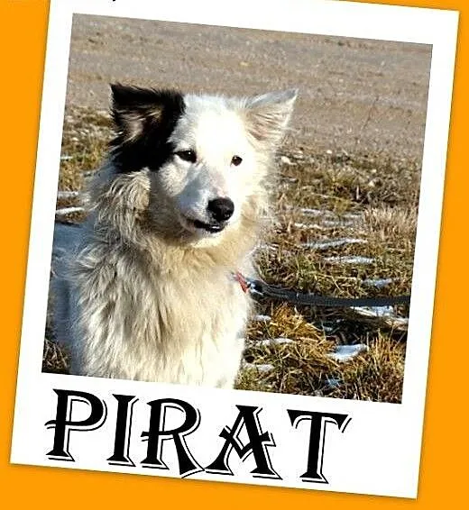 Szpic mix,krótkie łapki,wesoły,przyjazny,towarzysk