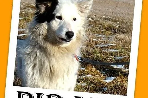 Szpic mix,krótkie łapki,wesoły,przyjazny,towarzysk