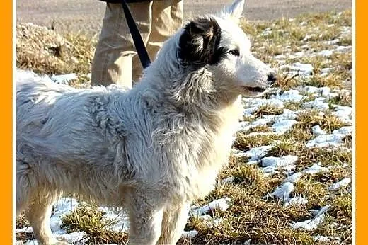 Szpic mix,krótkie łapki,wesoły,przyjazny,towarzysk