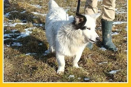 Szpic mix,krótkie łapki,wesoły,przyjazny,towarzysk