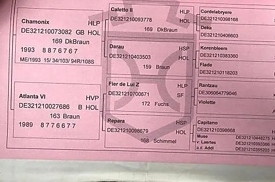 Doświadczony wałach skoki, , 