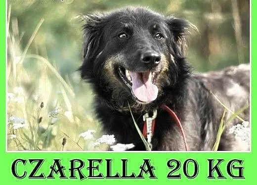 20kg,średnia,przyjazna,wesoła,towarzyska suczka CZ