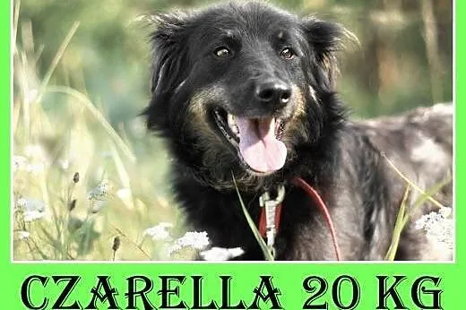 20kg,średnia,przyjazna,wesoła,towarzyska suczka CZ