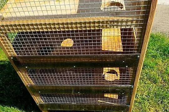 Woliera klatka dla szynszyla, Podkarpackie, Strzyżów