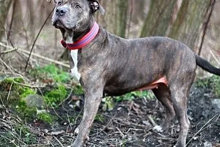 Amstaffka Lola czeka na dobry dom,  Amstaff cała P