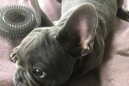 Buldog francuski szczeniaczki