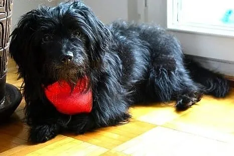 Rubik - malutki piesek szuka domu,  łódzkie Łódź