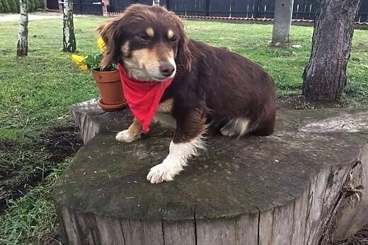 BONA - mała, czekoladowa przylepka do adopcji,  Kundelki cała Polska
