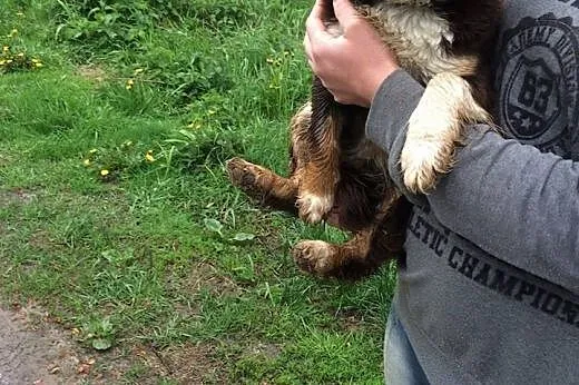 BONA - mała, czekoladowa przylepka do adopcji,  Ku