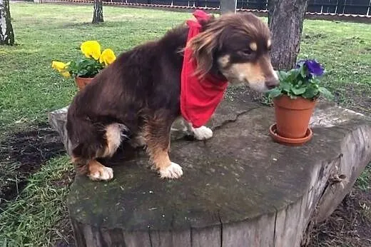BONA - mała, czekoladowa przylepka do adopcji,  Ku