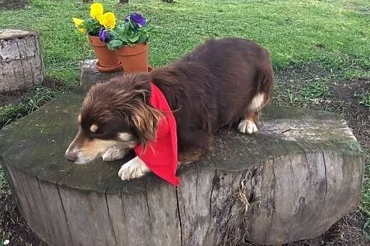 BONA - mała, czekoladowa przylepka do adopcji,  Ku