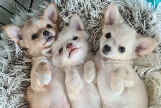 Chihuahua FCI z kameralnej domowej hodowli Z domu Rosa, samiec długowłosy, , Łomianki