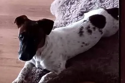 Sprzedam psa pies szczeniaka szczeniak Junior Juniora Jack Russell Terrier