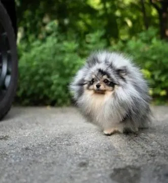 Niesamowite szczeniaki pomeranianów do adopcji ... napisz do mnie na WhatsApp: +44 7453 907158, , Waliszew Dworski