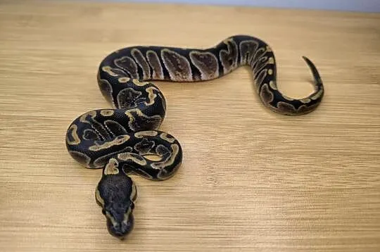 Pyton królewski GHI poss het Genetic Stripe