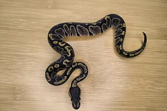 Pyton królewski GHI poss het Genetic Stripe, Mazowieckie, Makowiec