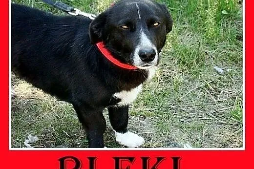 2 lata, krótkie łapki,jamnikowaty,łagodny,towarzys