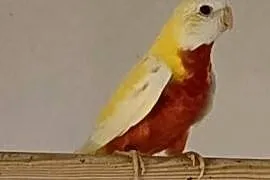 Papugi para pary
