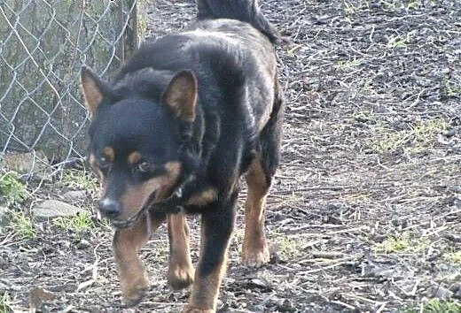 Adoptuj BEJBA-psa, który całe życie spędził na łań