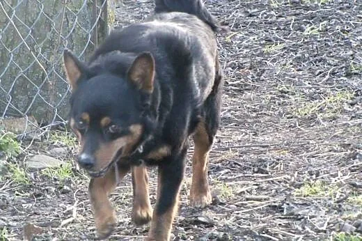 Adoptuj BEJBA-psa, który całe życie spędził na łań
