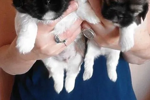 Szczeniaczki shih tzu,  dolnośląskie Głogów