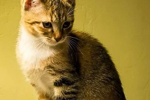 BELLA &#8211; ok. 3 mce PRZEŚLICZNA oryginalna