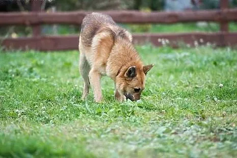 Przygarnij niedowidzącego Tulipana- pokocha cię ja