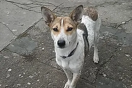 Młoda śliczna sunia poleca się do adopcji daj jej domek o jakim marzy