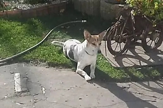 Młoda śliczna sunia poleca się do adopcji daj jej domek o jakim marzy, Mazowieckie, Warszawa