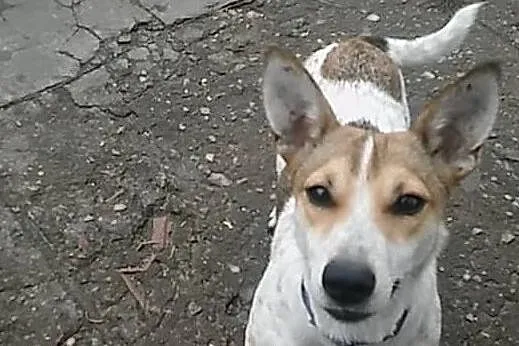 Młoda śliczna sunia poleca się do adopcji daj jej domek o jakim marzy, Mazowieckie, Warszawa