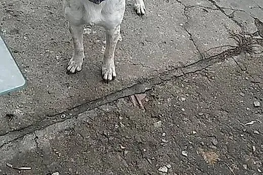 Młoda śliczna sunia poleca się do adopcji daj jej domek o jakim marzy, Mazowieckie, Warszawa