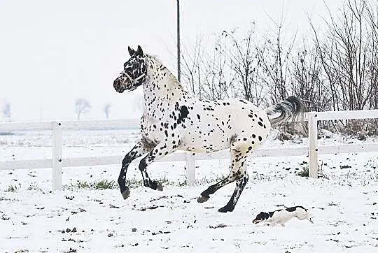 Kuc wałach, , 