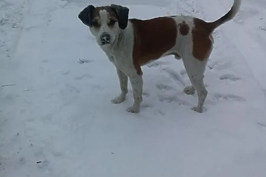 MAKSIU mix beagla,młody,grzeczny,adopcja!!,  świętokrzyskie Kielce