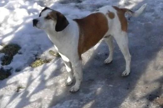 MAKSIU mix beagla,młody,grzeczny,adopcja!!,  święt