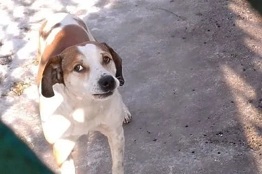 MAKSIU mix beagla,młody,grzeczny,adopcja!!,  święt