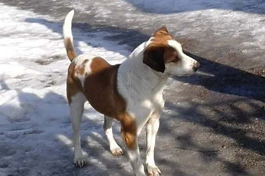 MAKSIU mix beagla,młody,grzeczny,adopcja!!,  święt