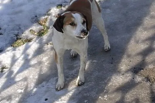 MAKSIU mix beagla,młody,grzeczny,adopcja!!,  święt