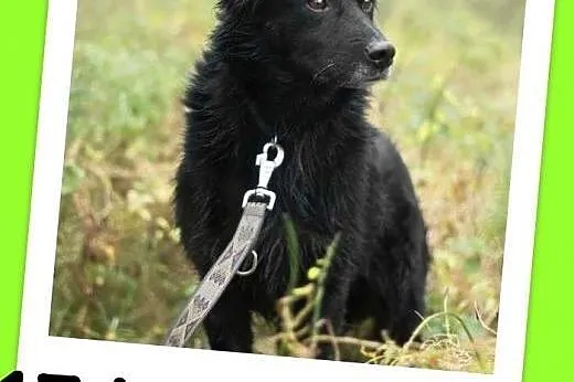 Średni 15 kg, 5 lat,grzeczny,kontaktowy,przyjazny pies CZARLI.Adopcja,  dolnośląskie Wrocław