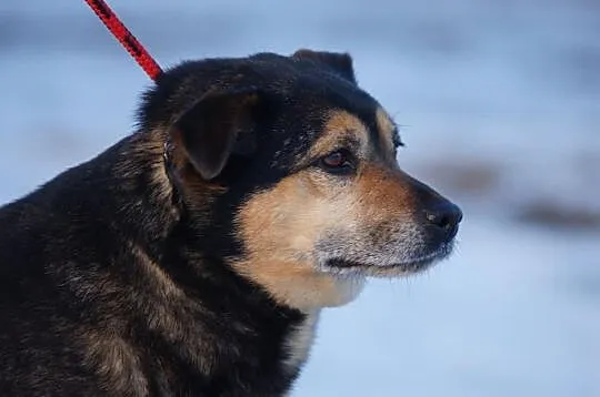 Wesoła, niekonfliktowa Caroline, pokochaj ją!