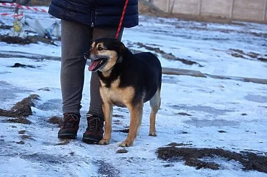 Wesoła, niekonfliktowa Caroline, pokochaj ją!