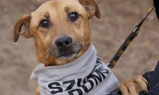 Kochany przytulak szuka człowieka., śląskie Rybni