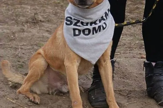Kochany przytulak szuka człowieka.,  śląskie Rybni
