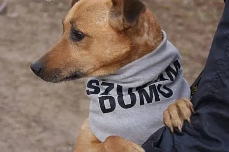 Kochany przytulak szuka człowieka.,  śląskie Rybni