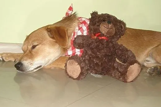 Nex-uroczy, młody, mały psiak - do adopcji,  mazowieckie Warszawa