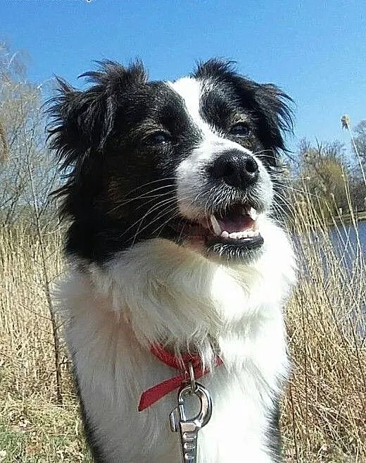 Amelka do adoptowania i pokochania :), mazowiecki