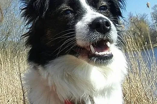 Amelka do adoptowania i pokochania :), mazowieckie Warszawa