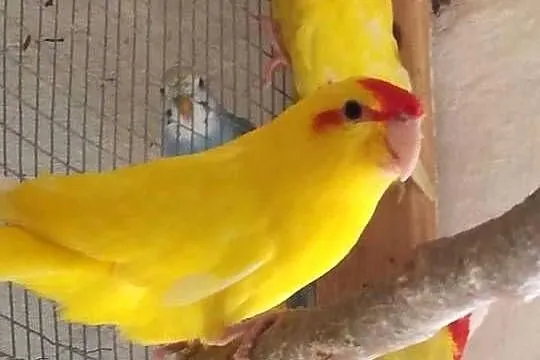 papugi kozie
